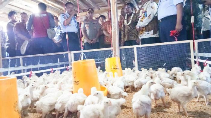 6 Cara Ternak Ayam Pedaging dan Petelur untuk Pemula | kumparan.com 6 Cara Ternak Ayam Pedaging dan Petelur untuk Pemula | kumparan.com