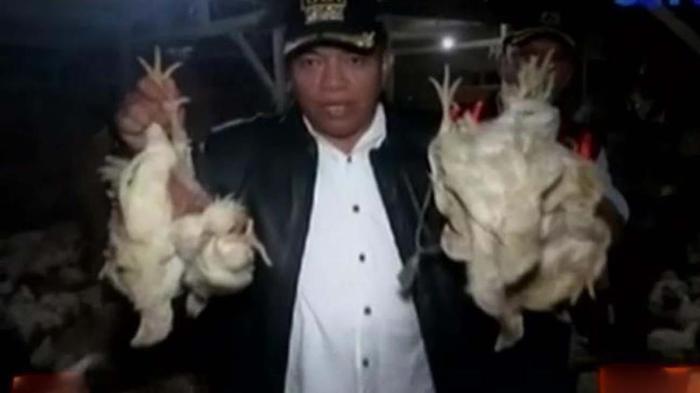 √ Informasi Lengkap Mengenai Ayam Arab | HOBI TERNAK