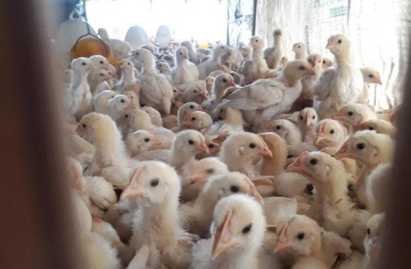 Panduan Beternak Ayam Kampung Super Bagi Pemula - HOBI TERNAK