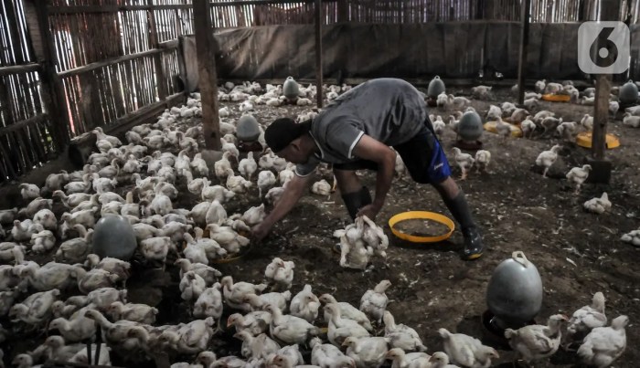 Harga ayam kampung potong di Karangkancana, Kuningan