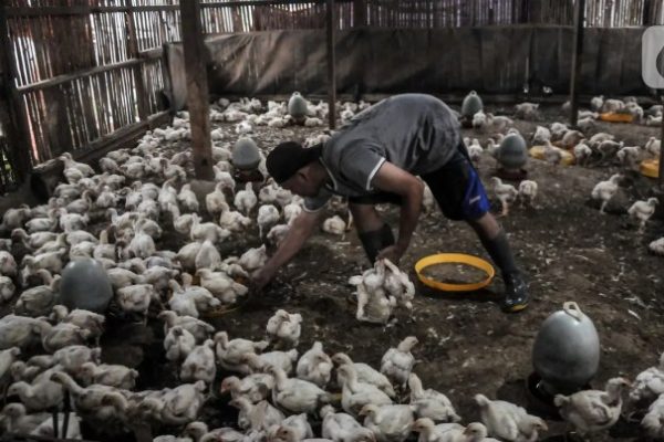 Jelang Natal dan Tahun Baru, Harga Ayam Potong Merangkak Naik - Foto ...