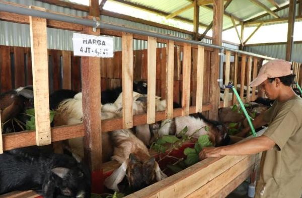 Daging kambing di Tarik, Sidoarjo