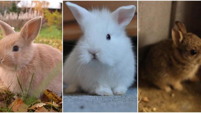 Anak kelinci di Kunir, Lumajang