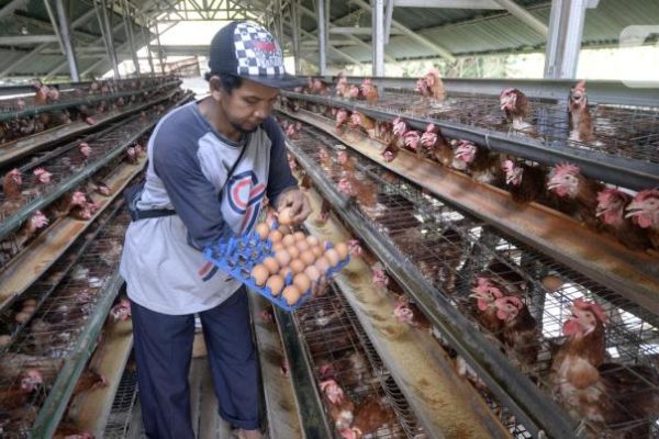 Ternak ayam petelur di Rungan Barat, Gunung Mas