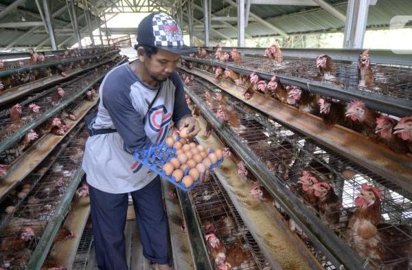 PETERNAKAN AYAM KAMPUNG PETELUR DI BOGOR | ANTARA Foto