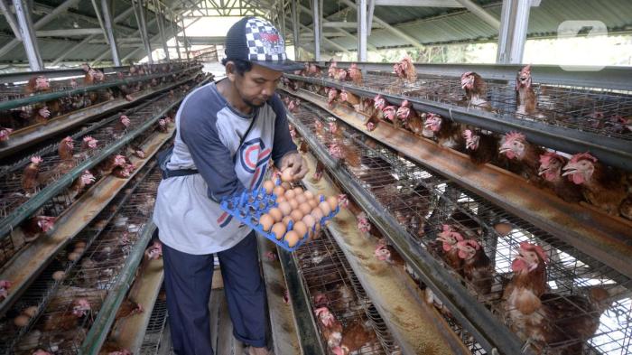 Ayam Ternak di Garum, Blitar