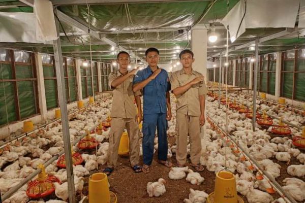 Budidaya ternak ayam di Giriwoyo, Wonogiri
