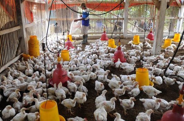 Kemitraan Jadi Jurus Peternak Unggas Bertahan di Tengah Pandemi ...