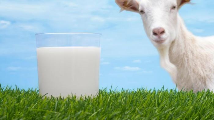 Susu kambing di Wonopringgo, Pekalongan