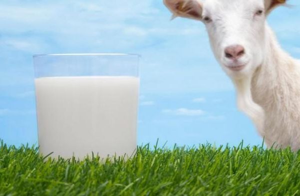 Susu kambing di Puger, Jember