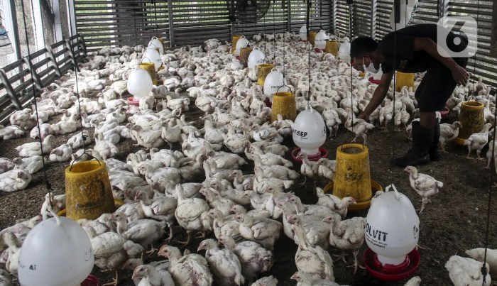Ayam Ternak di Siempat Nempu Hulu, Dairi