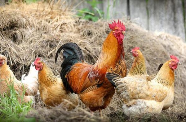 Ayam arab petelur di Sukun, Kota Malang