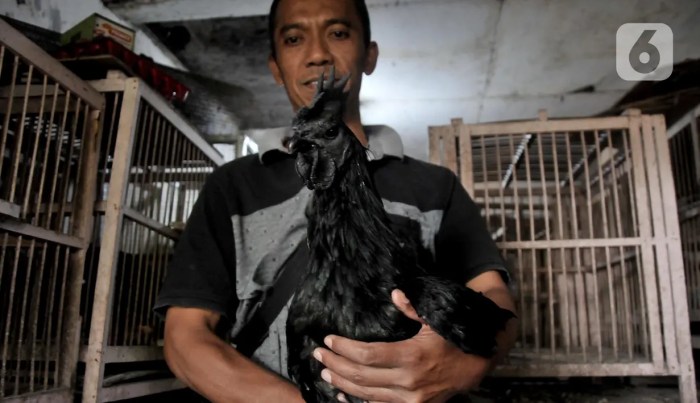 Melestarikan Si Hitam Cemani - Foto Liputan6.com