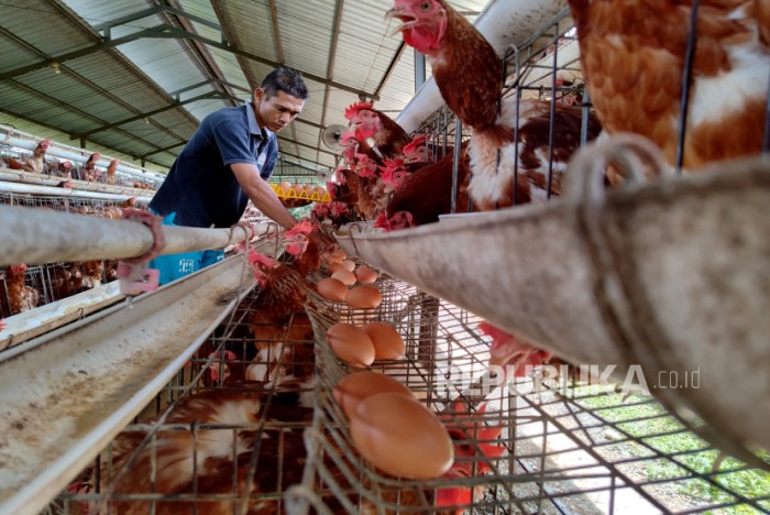 Ayam Ternak di Bareng, Jombang