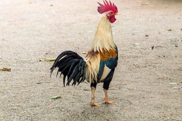 Ayam merah petelur di Ciwidey, Bandung