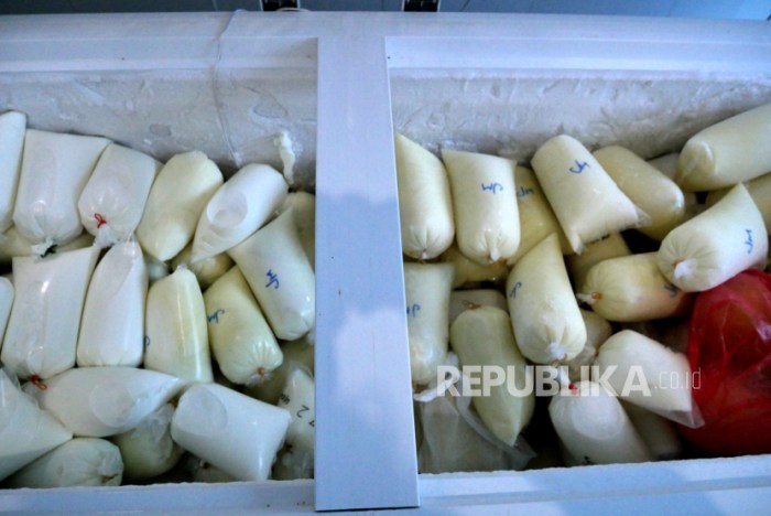 Susu kambing di Cangkringan, Sleman