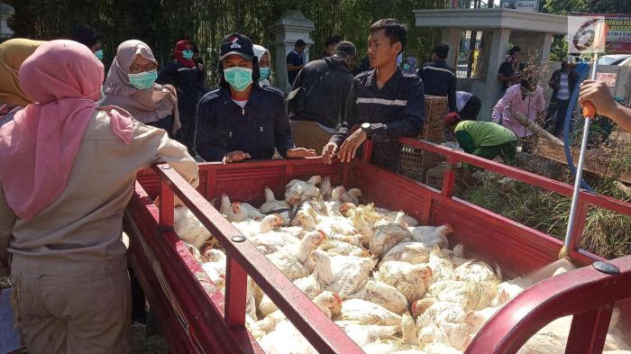 Ayam ternak di Suruh, Semarang