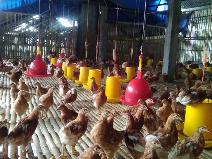 Budidaya ternak ayam di Semarang Tengah, Kota Semarang