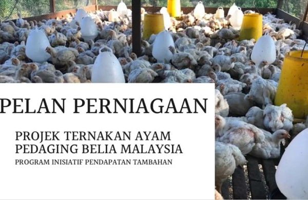 Ternak ayam pedaging di Muara Sahung, Kaur