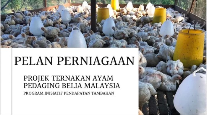 Ternak ayam pedaging di Air Periukan, Seluma