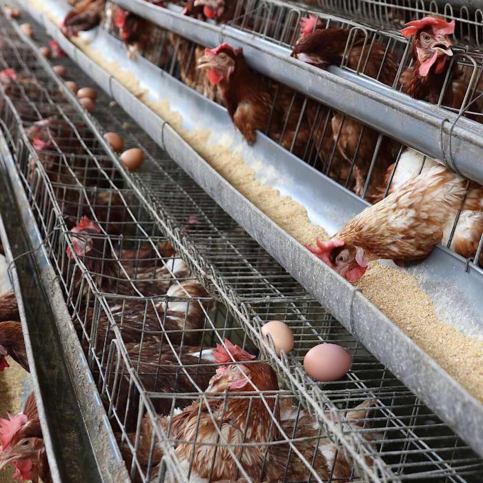 Dua Industri Peternakan Ayam di Singkawang Gunakan Listrik PLN - Wahana ...