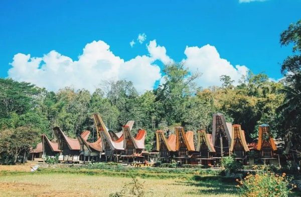 Daun penggemuk ayam di Sesean, Toraja Utara