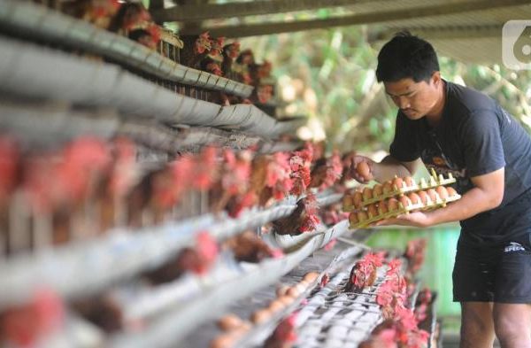 Cara Ternak Ayam Kampung Bagi Pemula, Berikut Kelebihan dan ...