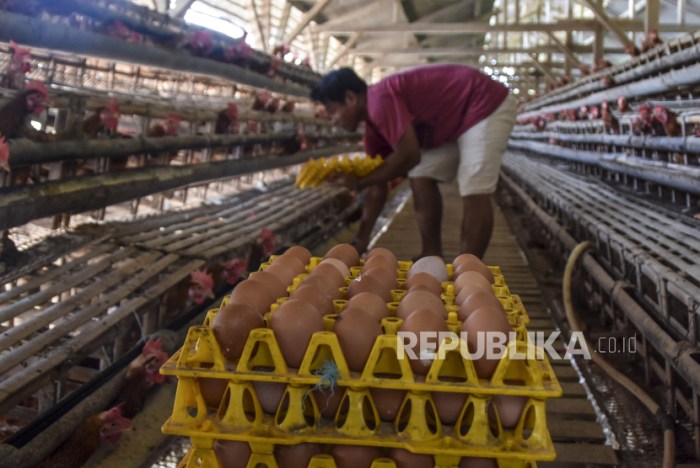 Curhat Peternak Ayam Petelur di Toraja Utara, Kenaikan Harga Pakan ... Curhat Peternak Ayam Petelur di Toraja Utara, Kenaikan Harga Pakan ...
