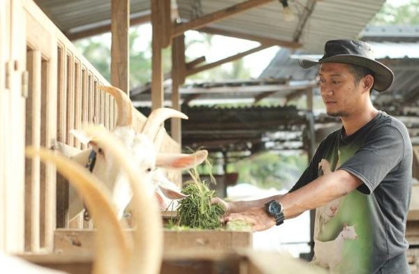 Daging kambing di Kroya, Cilacap