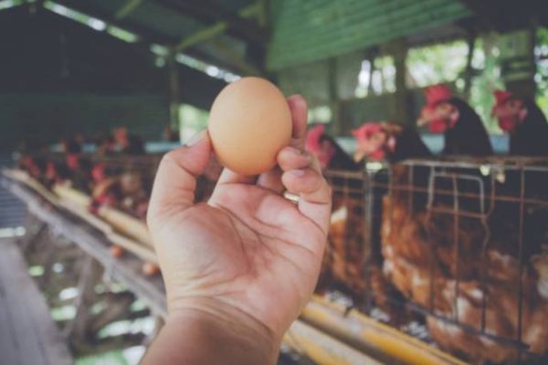 5 Manfaat Ternak Ayam Petelur Tanpa Kandang dan Kerugiannya