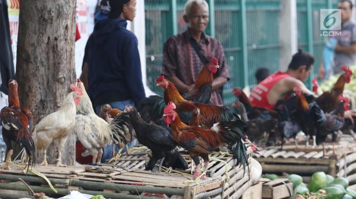 Harga Ayam Potong di Jakarta Bakal Naik, Ini Penyebabnya - Bisnis ... Harga Ayam Potong di Jakarta Bakal Naik, Ini Penyebabnya - Bisnis ...