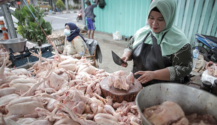 Jelang Lebaran Penjual Ayam Afkir Bermunculan di Belitung, Harga Ayam ... Jelang Lebaran Penjual Ayam Afkir Bermunculan di Belitung, Harga Ayam ...