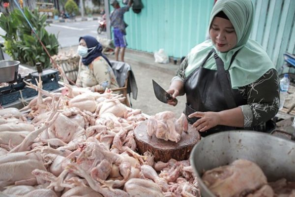 Ayam afkir di Sindangkasih, Ciamis