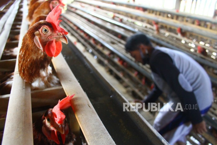 Sikapi Keluhan Mahalnya Harga Pakan, 31 Ribu Ton Jagung Disalurkan ... Ayam ternak di Sangir Jujuan, Kabupaten Solok Selatan