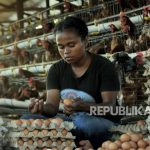 18 Warga Papua Belajar Pengembangan Ternak Ayam Petelur di Karanganyar