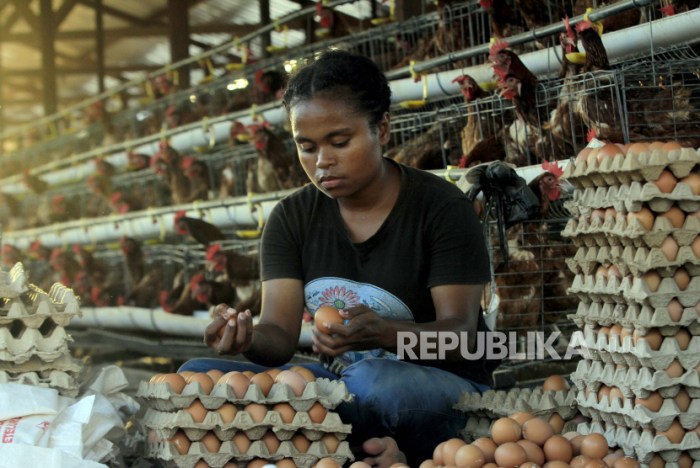 ternak ayam petelur yang sukses Ternak ayam petelur di Kelara, Jeneponto