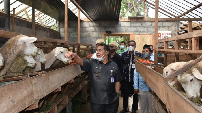 Budidaya ayam kampung itu mudah. - YouTube