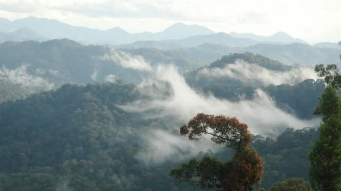 6 Fakta Menarik Kapuas Hulu, The Heart of Borneo yang Dilalui Sungai ... Daun penggemuk ayam di Embaloh Hulu, Kapuas Hulu
