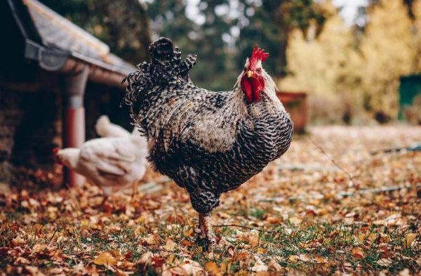 Ayam arab petelur di Dolok Silau, Simalungun
