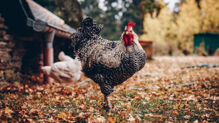 Ayam arab petelur di Dolok Silau, Simalungun