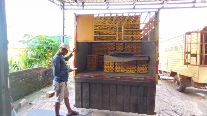 Ayam ternak di Karangjambu, Purbalingga