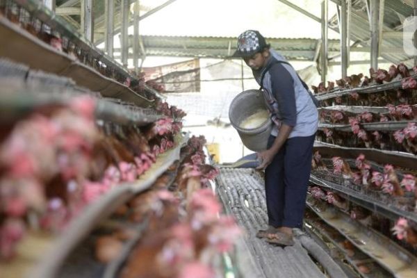 13 Jenis Ayam Petelur Unggul yang Berkualitas Tinggi Telurnya