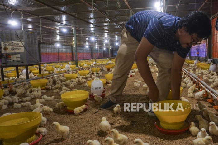 Peternak Ayam Minta Pemerintah Stabilkan Harga Jual | Republika Online