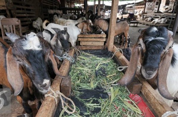 Daging kambing di Medan Perjuangan, Kota Medan