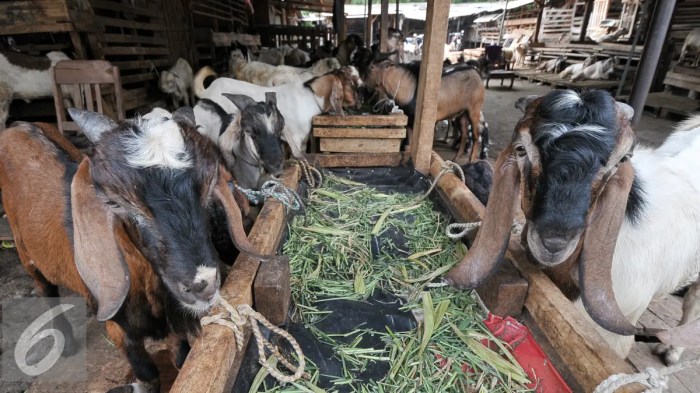 Daging kambing di Medan Perjuangan, Kota Medan