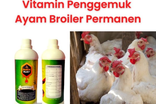 Daun penggemuk ayam di Bunobogu, Buol