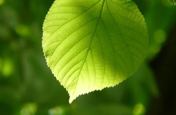Daun penggemuk ayam di Kapuas Hilir, Kapuas