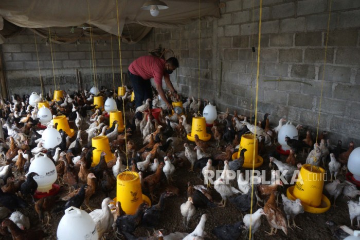 BUDIDAYA AYAM KAMPUNG DI BOGOR | ANTARA Foto Budidaya ayam di Kota Gajah, Lampung Tengah