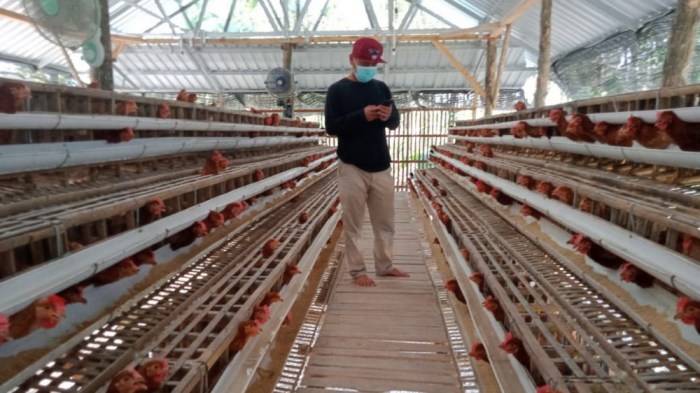 Pemkab Bojonegoro Kembangkan Kawasan Peternakan Ayam Ras Petelur di ... Pemkab Bojonegoro Kembangkan Kawasan Peternakan Ayam Ras Petelur di ...