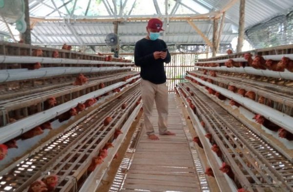 Ternak ayam petelur di Arso Barat, Kab. Keerom